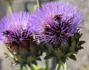 Declining Bee Numbers 02